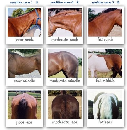 Imagen condición de carnes del caballo